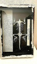 Antique Anatomical Model of a Lizard Natural Skeleton.    1930s-40s - $494.90