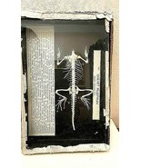 Antique Anatomical Model of a Lizard Natural Skeleton.    1930s-40s - $9,367.71 MXN