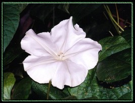 18 Seeds Moonflower Night Bloom Vine White Flower Fragrant Fresh Seeds Fast Ship - $9.19