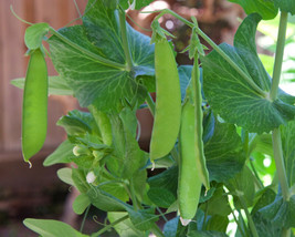 SR12Store 30 Snow Pea Seeds Chinese Stir Fry Snap Peas Dwarf Sugar Grey Asian Ve - £6.44 GBP