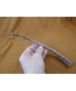 (sj441-16) 8-1/2" SPOTTED RAY tail piece Raja Montagui specimen science - €44,13 EUR (sj441-16) 8-1/2" SPOTTED RAY tail piece Raja Montagui specimen science - €44,13 EUR