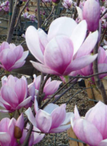 5 Pc Seeds Magnolia Soulangeana Flower Plant, Tulip Tree Seeds for Planting | RK - £19.75 GBP