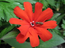 25 Vesuvius Campion Red Orange Lychnis Arkwrightii Catchfly Flower Seeds * - £4.48 GBP
