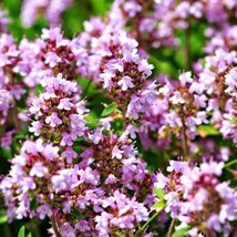 Creeping Thyme Thymus Pulegioides Wild Groundcover Fragrant Lavender 100... - $11.48