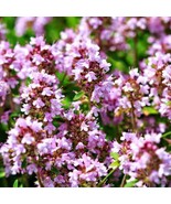 Creeping Thyme Thymus Pulegioides Wild Groundcover Fragrant Lavender 100... - £9.19 GBP