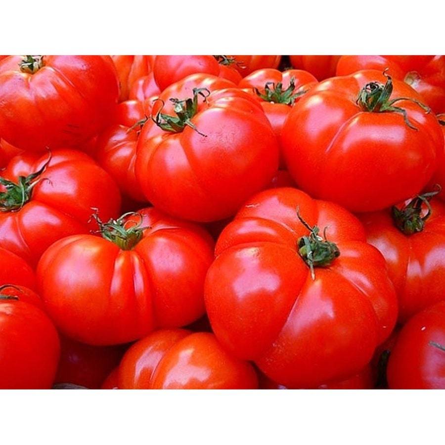 Hamson Tomato Seeds Fresh Gardening USA SELLER - $8.59