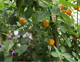 SGHOST 25 Seeds Manzano Capsicum Pubescens Chile Rocoto Apple Chili Pepper USA S - £6.72 GBP