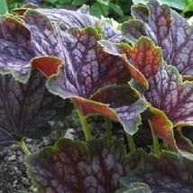 USA Seller 30 Marvelous Marble Heuchera Ground Cover Deer Resistant Perennial Fl - £17.03 GBP