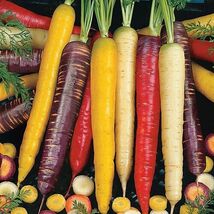 Fresh Rainbow Blend Carrot Seeds 300+ Mixture  - $4.00