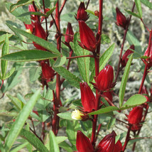 50 Pcs Red Hibiscus Roselle Seeds #MNTS - £6.17 GBP