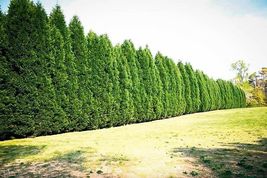 10 Leyland Cypress trees 2.5" inch pot image 4