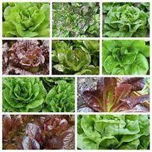 Free Shipping One Pack Romaine And Butterhead Lettuce Collection 10 Varieties - £15.22 GBP