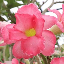 USA Seller Adenium Obesum Desert Rose Pink 10Pc Fast Shipping - $19.60