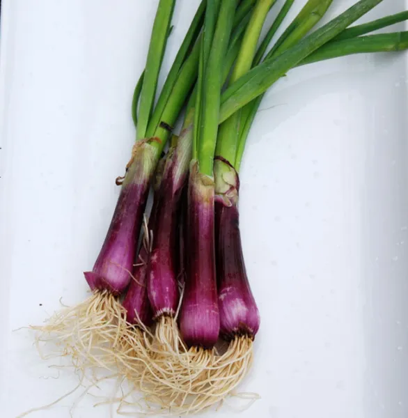 Bulk Deep Purple Bunching Onion Seeds 500 Count Pkt. Mild Crisp Sweet Fresh Gard - £7.94 GBP