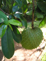 live plant - Annona muricata, guanábana soursop live tree fruit  plants ... - $70.99