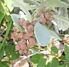 40 Florida Buttonwood Seeds Conocarpus Erectus Fresh New Seeds - $8.76 CAD