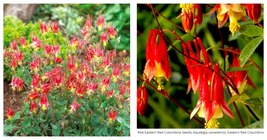 400 Seeds Columbine EASTERN RED Perennial PartShade Attracts Pollinators Seeds  - £15.41 GBP