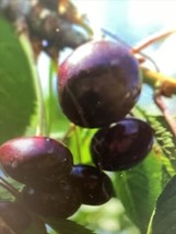 2 Live Plants Wild Black Cherry Tree Seedlings 1 Ft Prunus Serotina Edible Fruit - £25.98 GBP