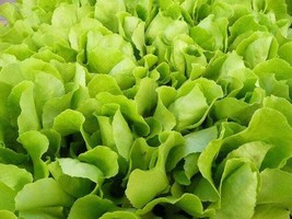 BStore 3000 Seeds Loose Leaf Green Grand Rapids Lettuce Lactuca Sativa Vegetable - £7.10 GBP