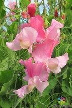 PPA 50+ Strawberry Fields Sweet Pea Seeds For Garden Planting - USA  - £5.50 GBP