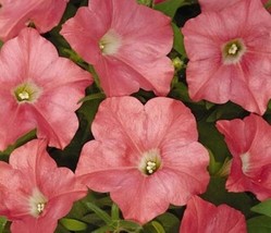 10 Seeds Petunia Easy Wave Coral Reef Annual Seeds - £22.34 GBP