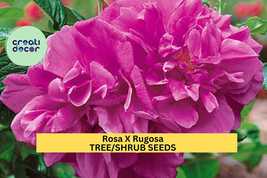 Rosa x rugosa Seeds – Rugosa Rose Shrub – Hardy Fragrant Rose with Pink ... - $5.85+