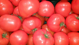 20 Pc Seeds German Johnson Tomato Plant, Tomato Vegetable Seeds for Planting |RK - £14.86 GBP