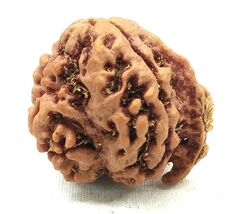 Collector Size Ganesha Rudraksha - Nepal - Lab Certified - $79.70
