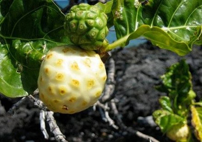 Mulberry fruit Great Morinda, Fresh Thai seeds, MORUS ALBA seed - $2.45