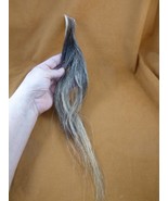 (W-1-EEE) 16&quot; Eastern Wild Turkey Beard Craftssupply Decor Lures Man Cav... - $31.37 CAD