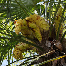 SDC Trachycarpus Excelsus Fortunei Wagnerianus Wagner Windmill Tree Seed... - $318.34 MXN
