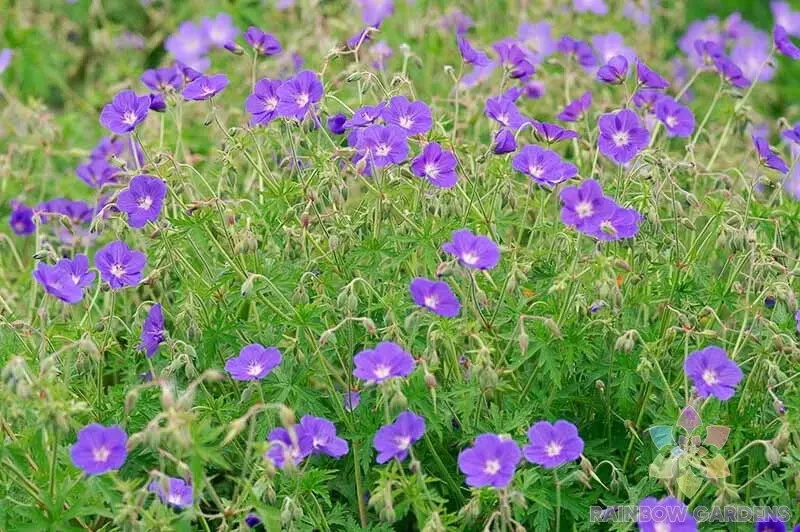 25 Brookside Geranium Seeds Fresh Seeds USA - $9.96