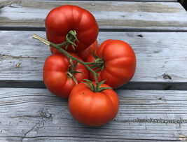 30 Sub Arctic Plenty Tomato Seeds  - €3,55 EUR