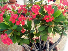 2 live cuttings - Euphorbia milii (Christ Plant, Christ Thorn, Crown of Thorns,  - £8.65 GBP