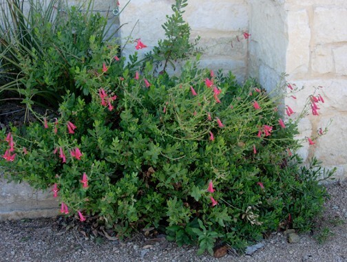 Penstemon Baccharifolius Baccharis Leaf Penstemon 10 Seeds New Fresh US ... - $33.58