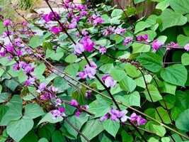 New 20 Seeds Lablab Purpureus Purple Moon Hyacinth Bean Bataw Fresh Garden USA S - $17.90