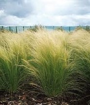 100 Ornamental Mexican Feather (Stipa tenuissima) Grass Seeds     - $5.49