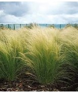 100 Ornamental Mexican Feather (Stipa tenuissima) Grass Seeds     - $7.61 CAD