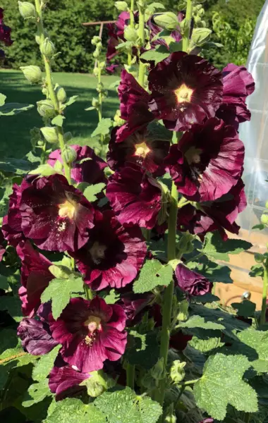 Chater&#39;S Double Burgundy Hollyhock Flower 25 Seeds Garden - $10.98