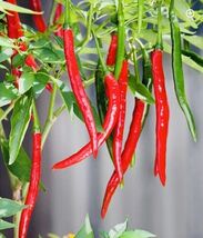 Long Red Cayenne Pepper Seeds Heirloom - $4.38
