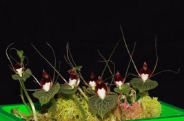 Corybas Geminigibbus Mini Miniature Terrestrial Orchid Tuber - £25.86 GBP