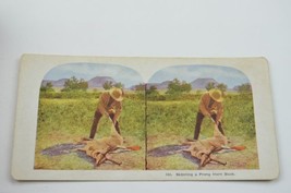 Antique Stereoview Card No. 434 Skinning A Prong Horn Buck Vintage Collectible - £10.03 GBP