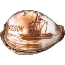 Vtg Cypraea Tigris Cowry Gem Shell Marine Specimen Carved Oregon Fishing... - £14.49 GBP