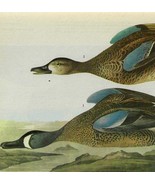 Blue Winged Teal Bird 1946 Color Plate Print John James Audubon Nature D... - $39.99