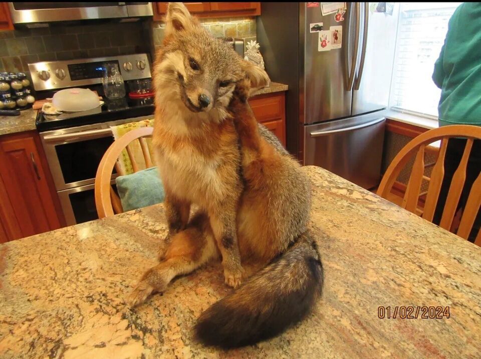 Primary image for Grey Fox Taxidermy Full Body Mount Scratching Ear