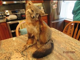 Grey Fox Taxidermy Full Body Mount Scratching Ear - $1,200.00
