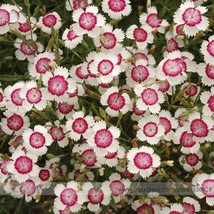 Very Maiden Pink Dianthus Deltoides Arctic Fire Carnation Flower Seeds Fresh Gar - $9.89