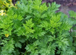 OKB 100 Mugwort Seeds - Chinese Moxa (Ai-Ye) - Artemisia Vulgaris - Tcm ... - $12.85