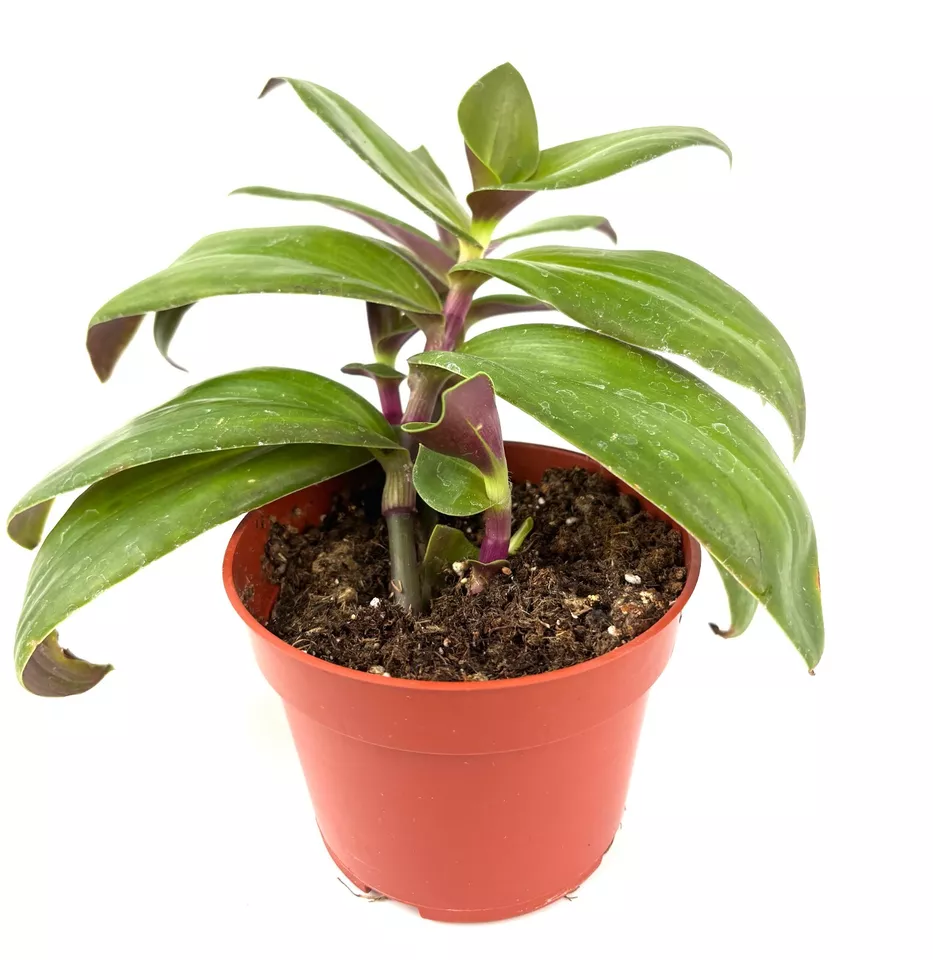 Tradescantia Green Nanouk House Plants, 4&quot; Pot Gardening Easy Grow USA S... - $28.85