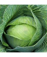 Golden Acre Cabbage Seeds - $4.47